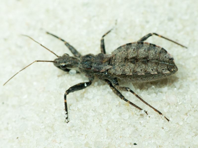 Coranus contrarius Reuter, 1881